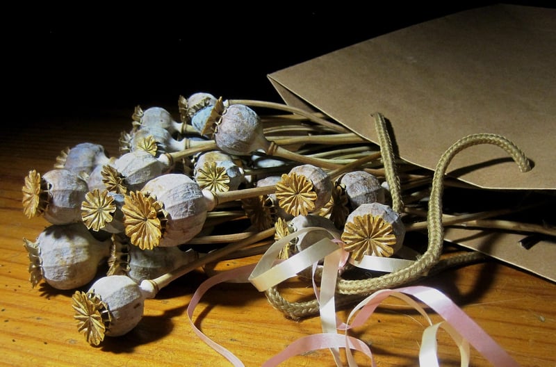 Comet Seed Packets